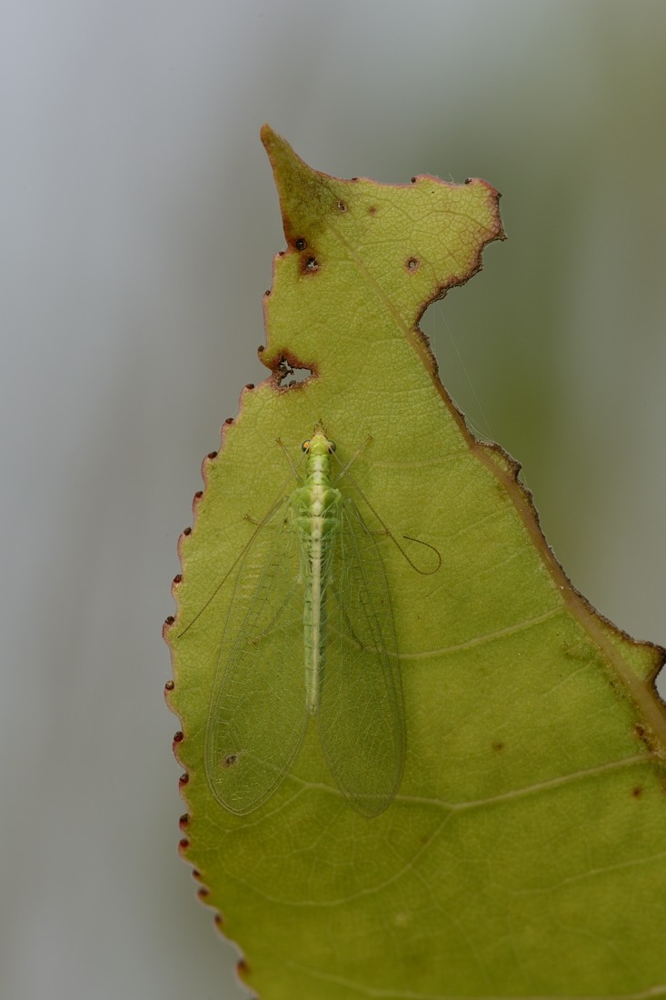 Crisopha perla?  No, Chrysoperla pallida (Chrysopidae)